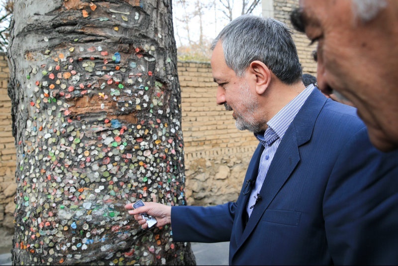 ماجرای درخت آدامسی تهران
