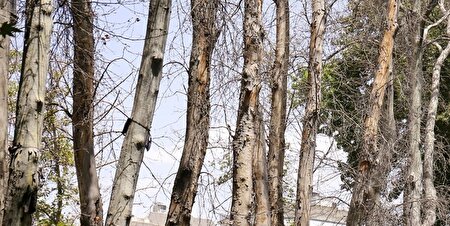 جریمه 3 میلیاردی برای خشک کردن درختان در نیاوران