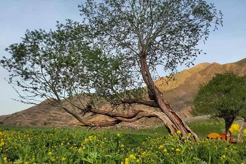 دشت هویج لواسان دشت هویج لواسان