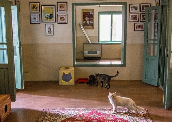 کافه موزه گربه ایرانی؛ اولین موزه گربه های ایرانی در تهران