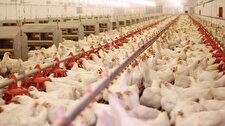 پرورش مرغ گوشتی در استان تهران رشد ۳ برابری داشته است
