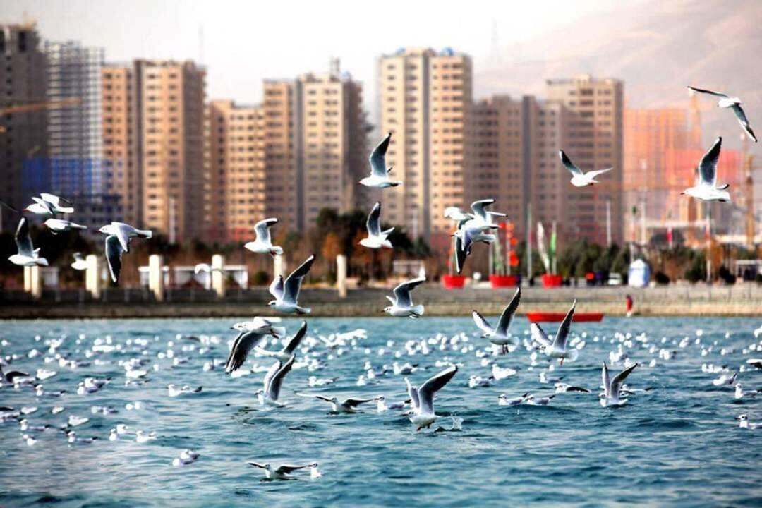 چیتگر؛ تلاقی سبزی جنگل و آرامش دریاچه چیتگر؛ تلاقی سبزی جنگل و آرامش دریاچه