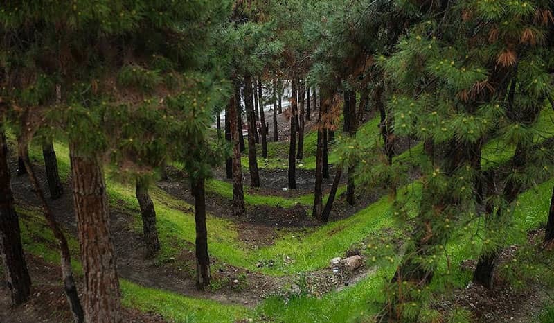 بوستان جنگلی شیان؛ نفس تازه تهران در دامنه کوهستان بوستان جنگلی شیان؛ نفس تازه تهران در دامنه کوهستان