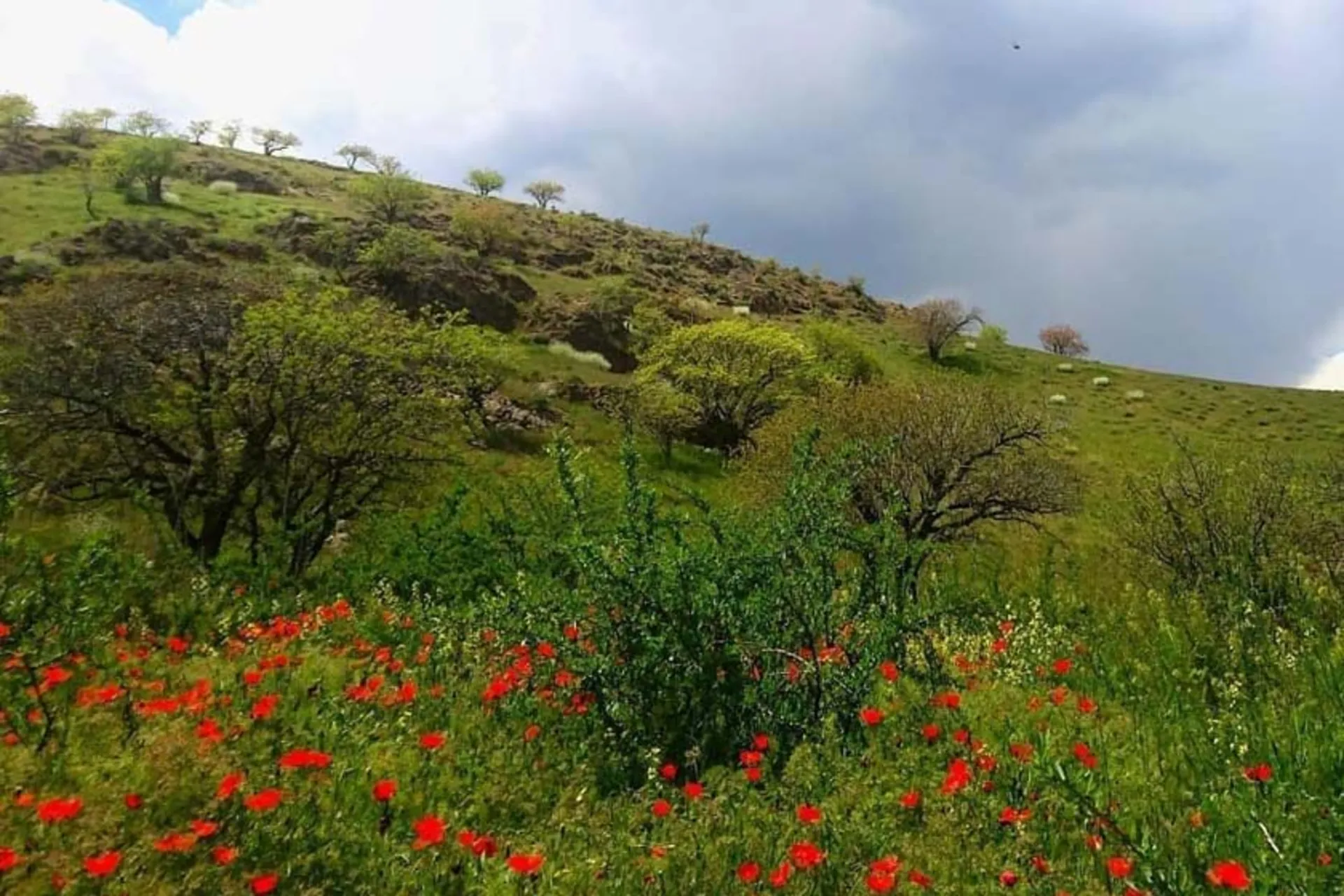بوستان ملی خجیر؛ ذخیرهگاه تنفس شرق تهران بوستان ملی خجیر؛ ذخیرهگاه تنفس شرق تهران