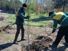 کاشت یکصد اصله نهال در بوستان جنگلی چیتگر