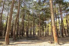 دخالتی در جابجایی درخت چیتگر نداشتیم
