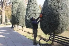 مقاوم‌سازی ۵۰۰ اصله درخت در منطقه ۱۷