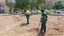 کاشت ۴۰ اصله نهال در بزرگراه بزرگراه امام علی (ع)