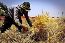 پرداخت ۴۴ درصد مطالبات گندمکاران