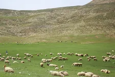 مرتعداران در سامانه «سمطا» ثبت‌نام کنند