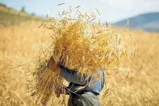 قیمت خرید تضمینی گندم هنوز نهایی نشده است