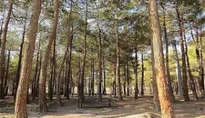 بوستان چیتگر احیا می‌شود