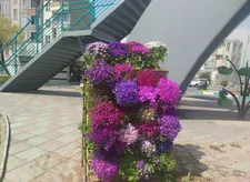جلوه‌ای تازه از بهار با استقرار گلجای‌های نوروزی