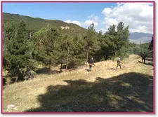آغاز عملیات اجرایی احیای جنگل