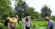 خریداری ۸۴ هزار تن برگ سبز چای