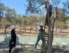 مقابله با سوسک پوستخوار در بوستان چیتگر