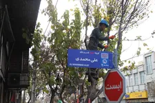 هرس ۱۶ هزار اصله درخت در معابر منطقه ۱۶