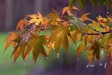 احتمال پاییز پربارش در کشور