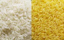 برنج طلایی تراریخته وارد کشور نشده است