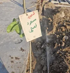 آئین کاشت نهال به نیابت از شهدا برگزار شد