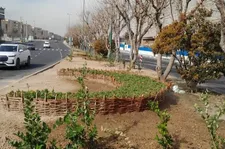 ساخت ۵۰ سبد گل و گیاه از شاخه‌های هرس‌شده