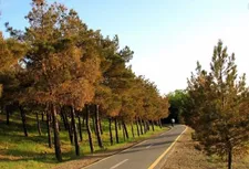 بوستان جنگلی چیتگر تهران در انتظار احیا
