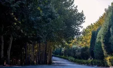 دلایل خشکی درختان بوستان چیتگر