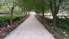 اجرای طرح گسترده بهسازی فضای سبز