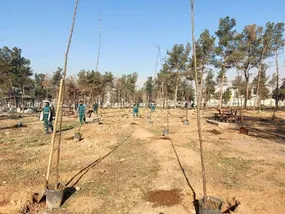 جایگزینی ۳۵ هزار درخت در پارک سرخه حصار