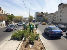 کاشت درختچه یاس هلندی در منطقه ۱۷